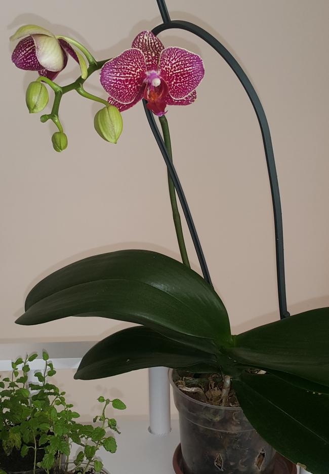 Name:  0292018133755.jpg
Views: 1220
Size:  58.6 KB