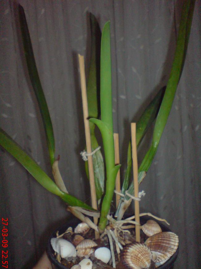 Name:  Resim(Ouzhan) 025.jpg
Views: 22129
Size:  55.7 KB