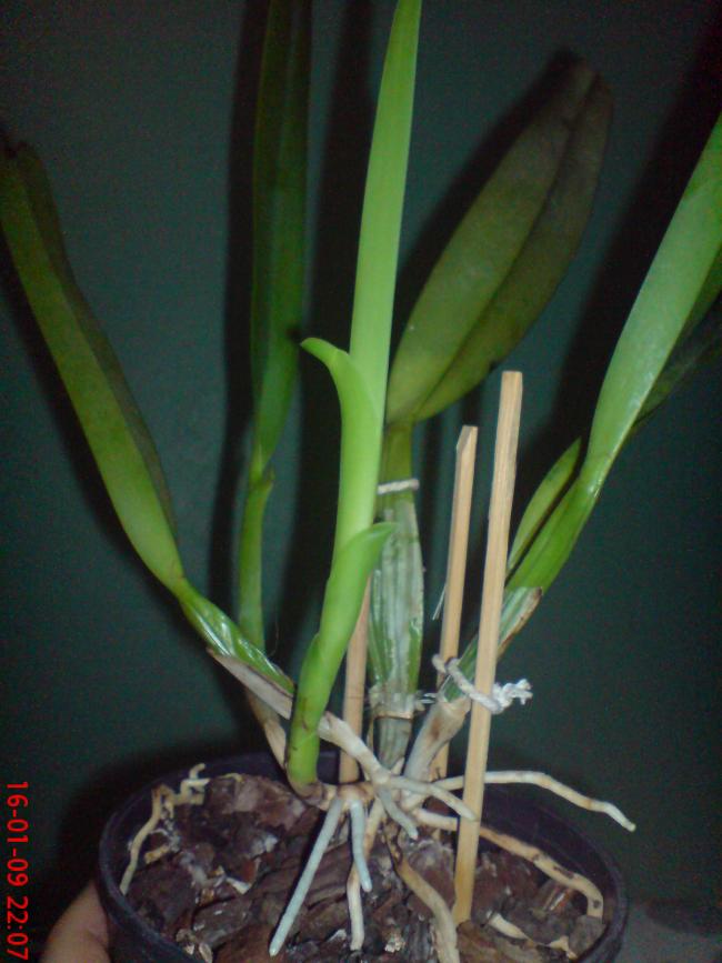 Name:  Resim(Ouzhan) 026.jpg
Views: 20951
Size:  59.1 KB