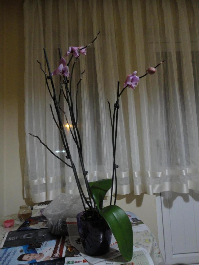 Name:  DSC01025.jpg
Views: 22545
Size:  58.5 KB