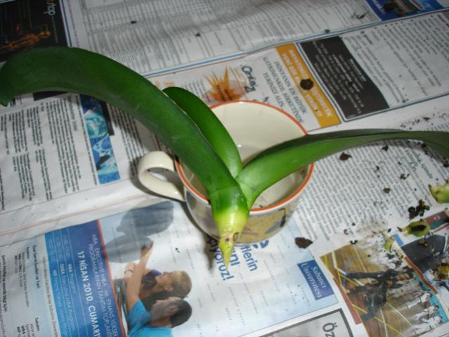 Name:  2010 058.jpg
Views: 15084
Size:  49.8 KB