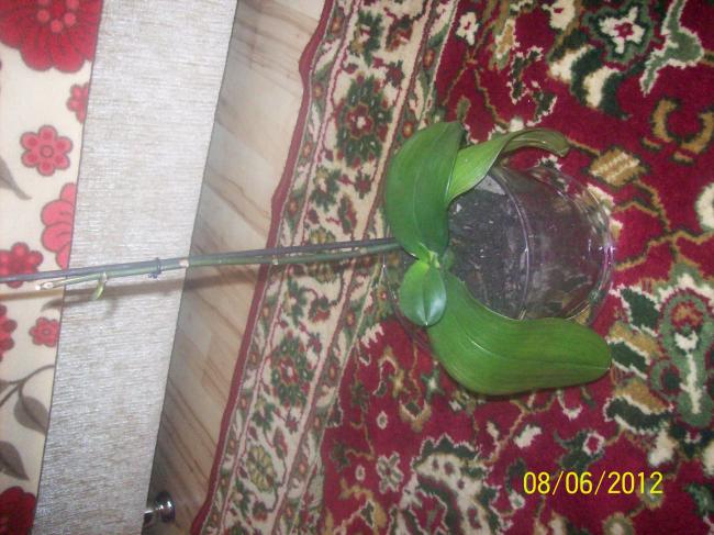 Name:  100_2933.jpg
Views: 5061
Size:  57.1 KB