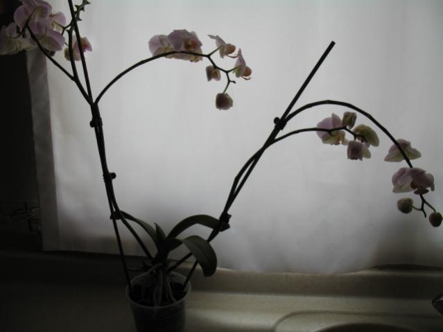 Name:  IMG_2139.jpg
Views: 5121
Size:  23.6 KB