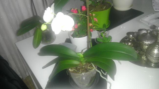 Name:  IMAG0036.jpg
Views: 8026
Size:  27.4 KB