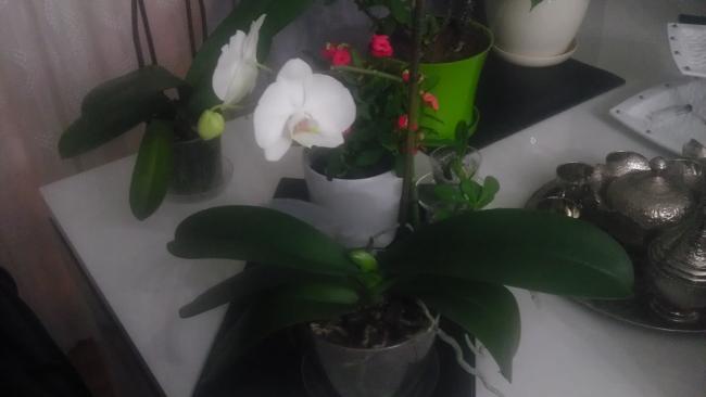 Name:  IMAG0037.jpg
Views: 7909
Size:  20.0 KB