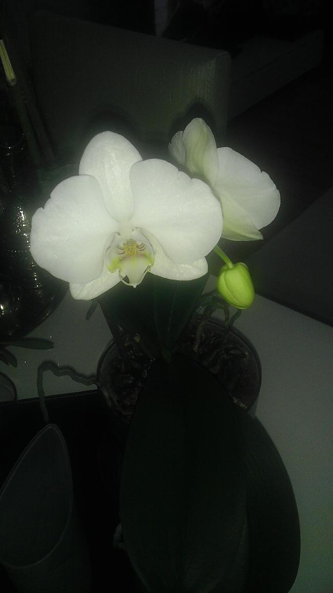 Name:  IMAG0048.jpg
Views: 8115
Size:  44.4 KB