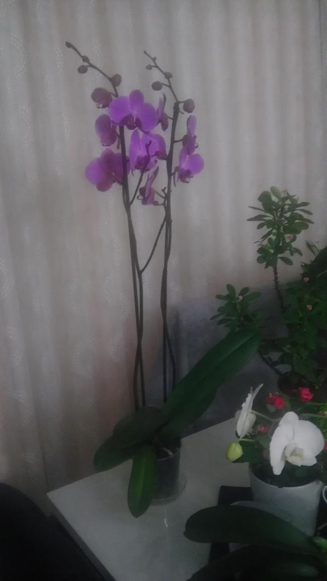 Name:  IMAG0038.jpg
Views: 8170
Size:  44.5 KB