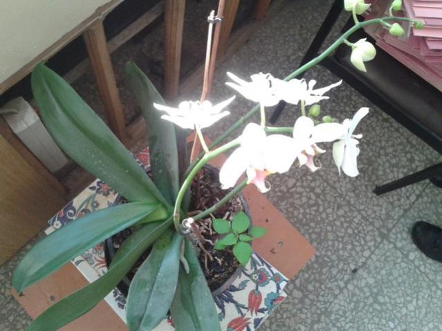 Name:  Image00005.jpg
Views: 7526
Size:  46.5 KB