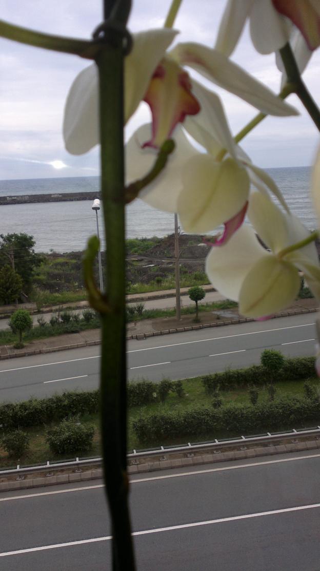 Name:  250620151988.jpg
Views: 2790
Size:  70.5 KB
