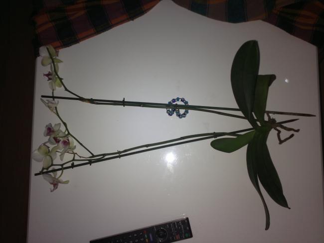 Name:  150820152264.jpg
Views: 2796
Size:  23.4 KB