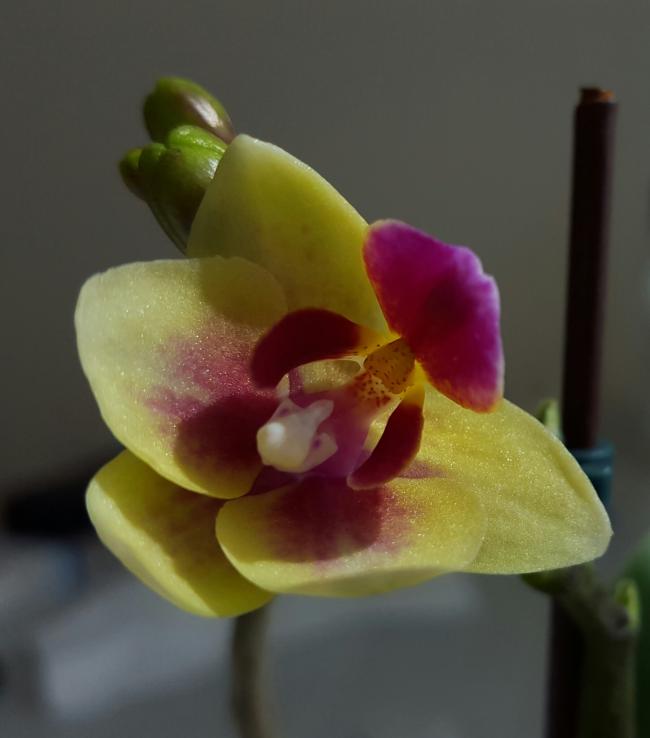 Name:  20160313_103540-1.jpg
Views: 2413
Size:  30.8 KB