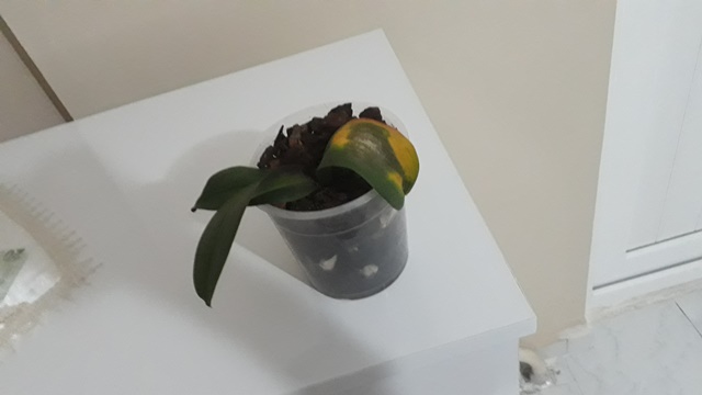Name:  20190902_220541.jpg
Views: 567
Size:  43.5 KB