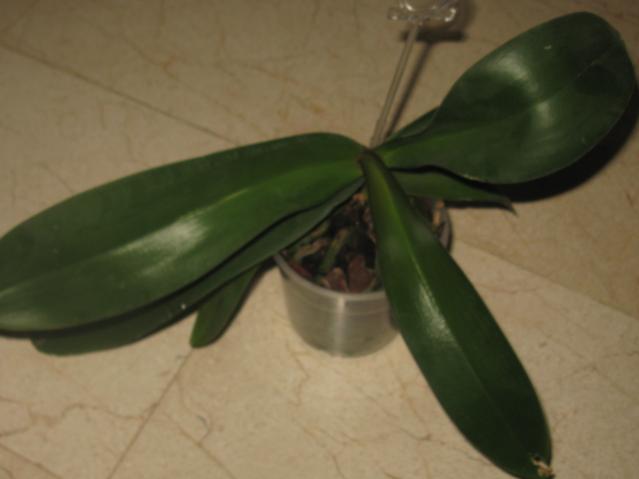 Name:  IMG_1672.jpg
Views: 2104
Size:  21.4 KB