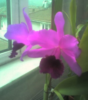 Name:  jenmamolly.jpg
Views: 5421
Size:  19.7 KB