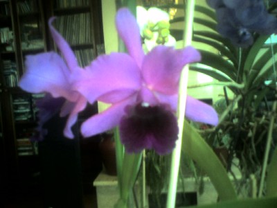 Name:  jenmamolly2.jpg
Views: 5504
Size:  28.1 KB