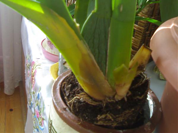 Name:  29052007298.jpg
Views: 6946
Size:  31.5 KB