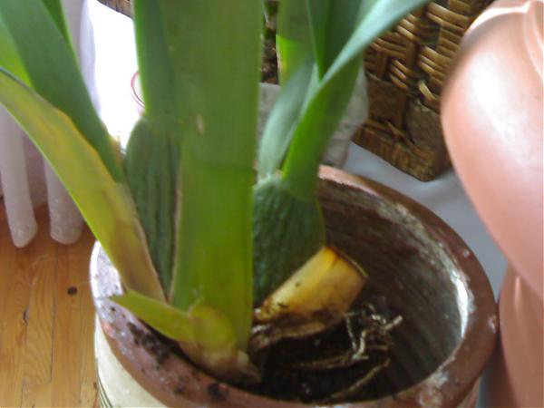 Name:  29052007299.jpg
Views: 6388
Size:  28.5 KB