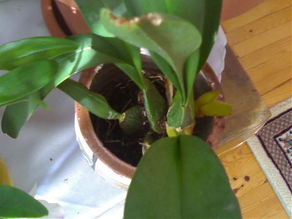 Name:  29052007300.jpg
Views: 6325
Size:  30.3 KB