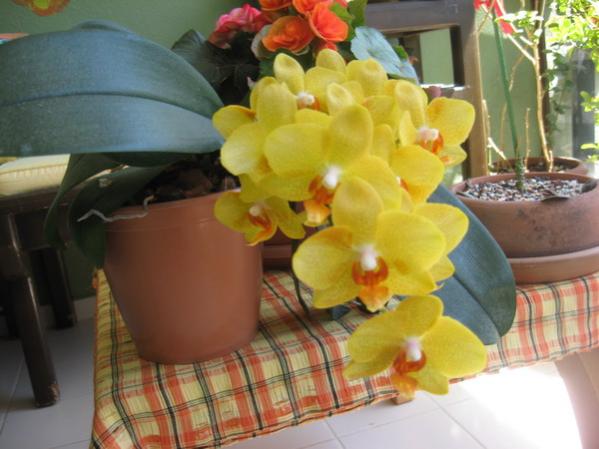 Name:  IMG_0312.jpg
Views: 1591
Size:  38.5 KB