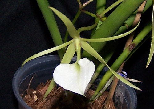 Name:  100_9166_c.JPG
Views: 808
Size:  45.8 KB