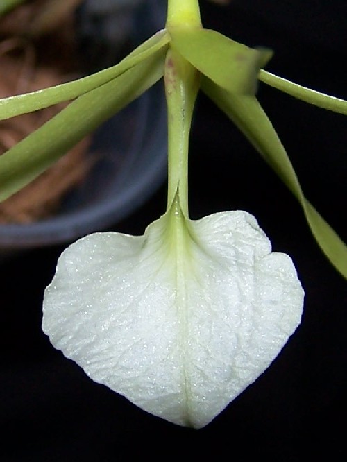 Name:  100_9168_c.JPG
Views: 999
Size:  54.8 KB