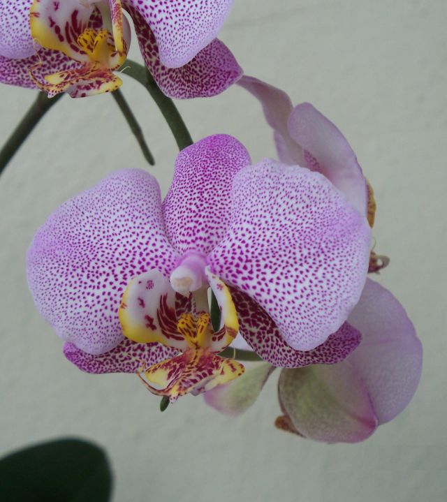 Name:  omr.pal02.jpg
Views: 1419
Size:  66.3 KB