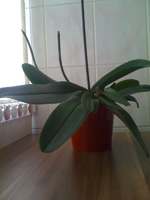 Name:  cevork1.jpg
Views: 2713
Size:  57.3 KB
