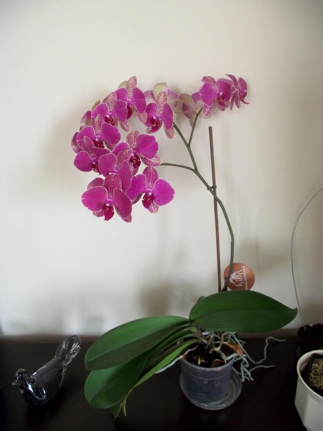 Name:  DSCF0438.jpg
Views: 2677
Size:  43.8 KB
