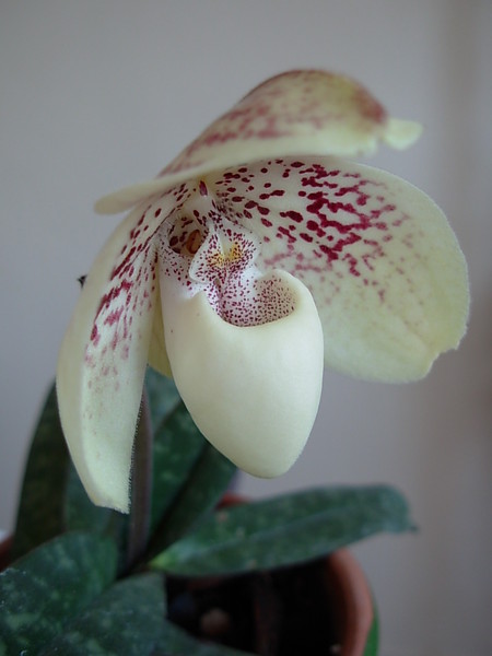 Name:  DSCN3672.JPG
Views: 1805
Size:  42.8 KB