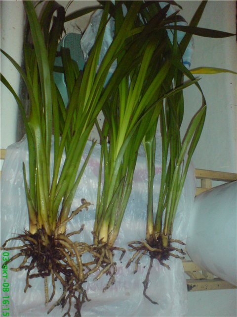 Name:  13d7883357db.jpg
Views: 1455
Size:  61.5 KB