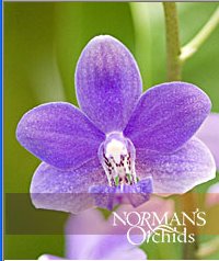 Name:  bluephal.jpg
Views: 4386
Size:  14.1 KB