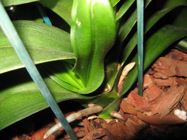 Name:  phal2.jpg
Views: 3052
Size:  47.4 KB