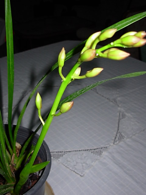 Name:  DSCN7005.JPG
Views: 1579
Size:  60.6 KB