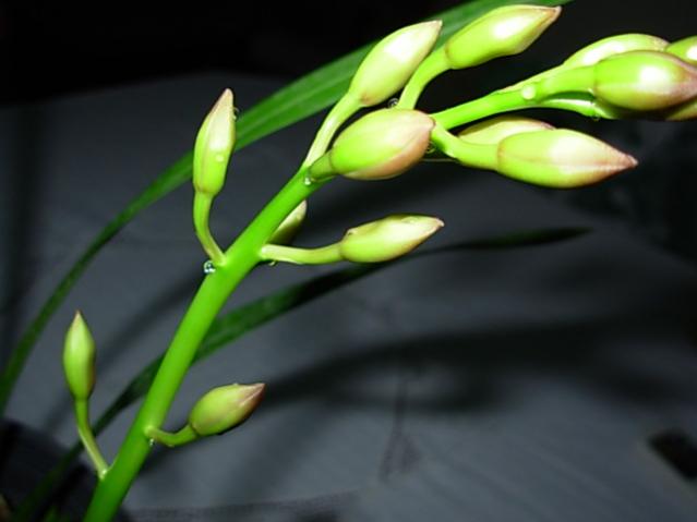 Name:  DSCN7009.jpg
Views: 1532
Size:  25.3 KB