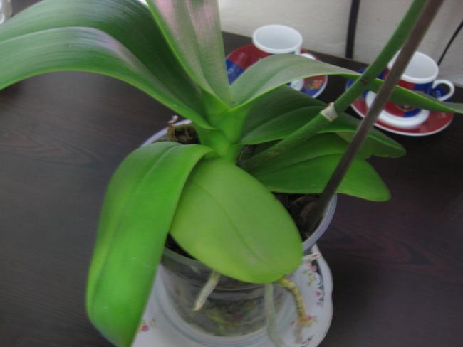 Name:  IMG_5067.jpg
Views: 1166
Size:  26.9 KB