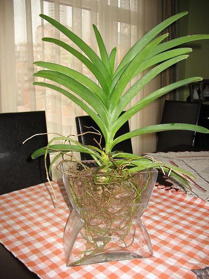 Name:  vanda1.JPG
Views: 2428
Size:  63.2 KB