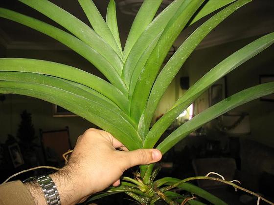 Name:  vanda2.JPG
Views: 3108
Size:  46.0 KB