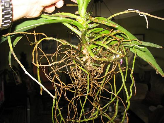 Name:  vanda3.JPG
Views: 2324
Size:  68.8 KB