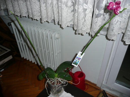 Name:  P1010656.JPG
Views: 2326
Size:  67.0 KB