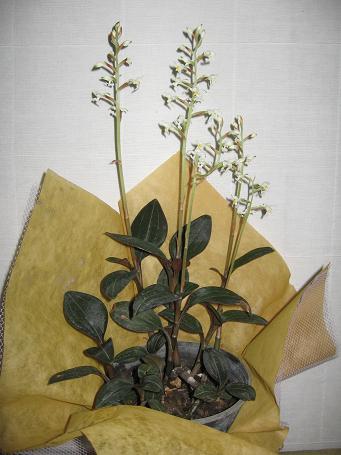 Name:  orkide1.JPG
Views: 1266
Size:  32.9 KB