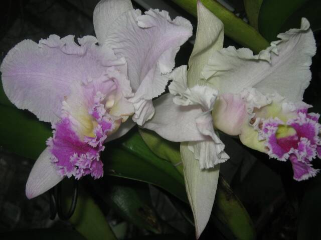 Name:  IMG_0180.jpg
Views: 770
Size:  29.7 KB
