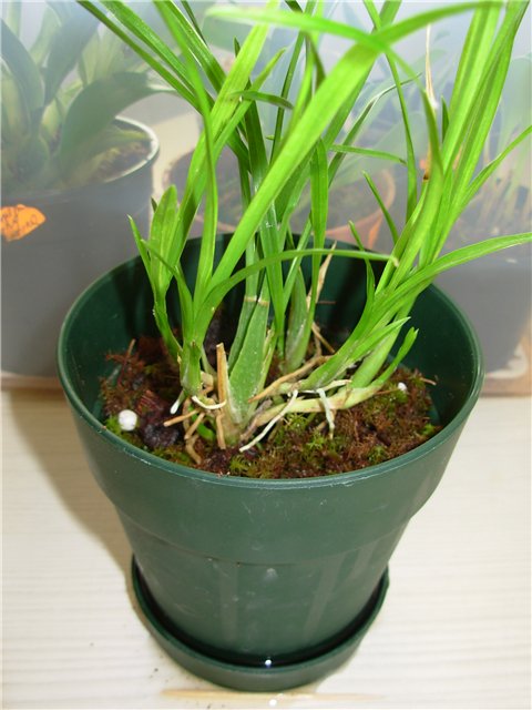 Name:  ornitophora.jpg
Views: 1948
Size:  57.0 KB
