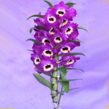 Name:  c026.jpg
Views: 14218
Size:  22.0 KB