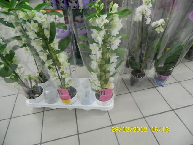 Name:  15-056.jpg
Views: 4184
Size:  44.0 KB