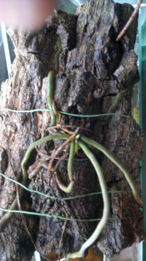 Name:  dendrophylx.jpg
Views: 1517
Size:  70.7 KB