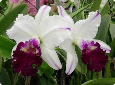 Name:  Lc Chyong Guu Swan JML.jpg
Views: 2877
Size:  22.8 KB