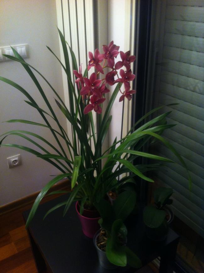 Name:  IMG_0824.jpg
Views: 2066
Size:  57.7 KB