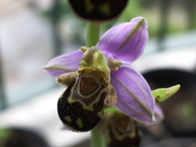 Name:  Ophrys scolopax.JPG
Views: 3755
Size:  17.9 KB