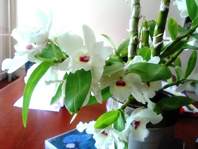 Name:  SNC00613.jpg
Views: 1473
Size:  45.0 KB