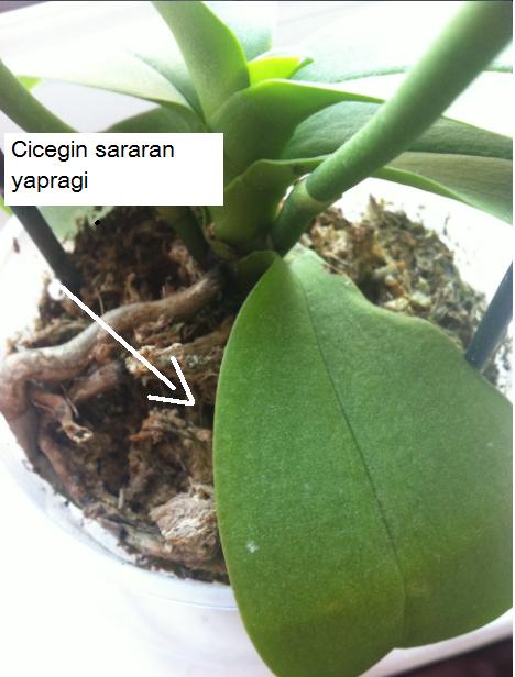 Name:  sararan yaprak.jpg
Views: 2216
Size:  39.5 KB